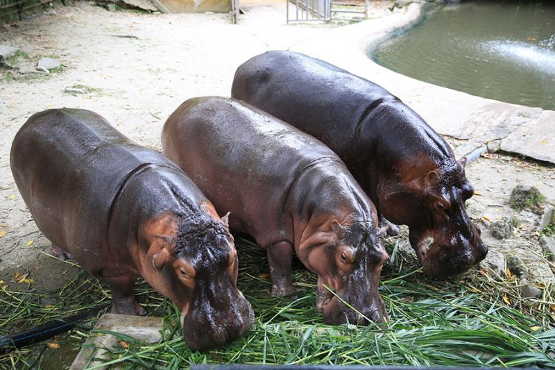 strongest bite force